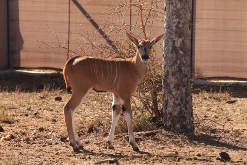 Eland kalf.JPG
